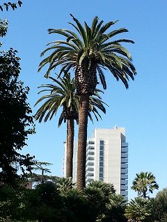 大学構内にあった大きな椰子の木