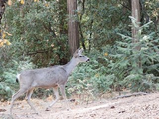 ヨセミテ渓谷散策中に出会った野生の鹿