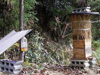 日本蜜蜂の巣箱の防寒をしている写真