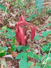 県立森林公園内のラン科の赤いツチアケビ