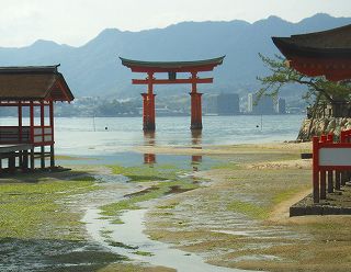 厳島神社の大鳥居の写真