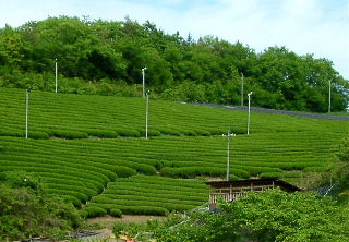 茶山観光農園