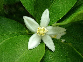 キンカン（金柑）の花