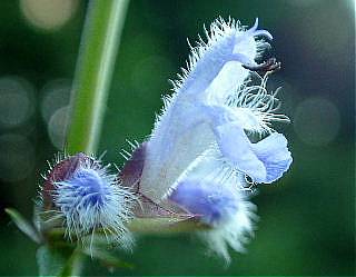 アキノタムラソウの花のアップ写真