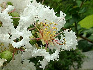 サルスベリ（ミソハギ科）の花