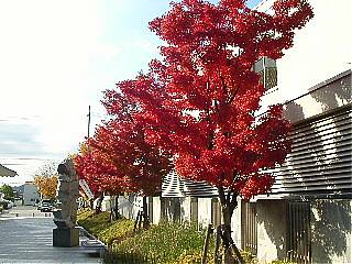 矢掛町文化センターの紅葉