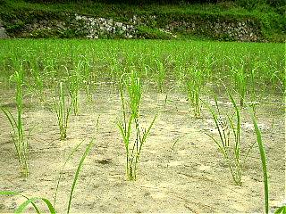 稲の生育状況(田植え2週間後)