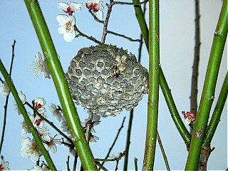 梅の花とアシナガバチの巣