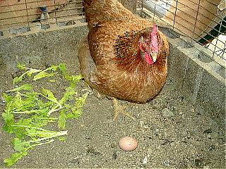 岡山地鶏と卵