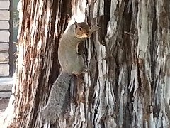 サンノゼ州立大学の構内の木で見かけたリス